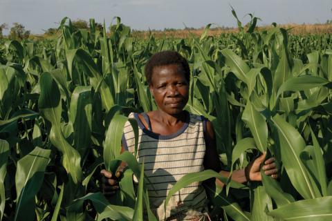 Malawi has gone from bountiful maize crops to renewed uncertainty