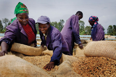 Sorting Kenyan coffee beans for export