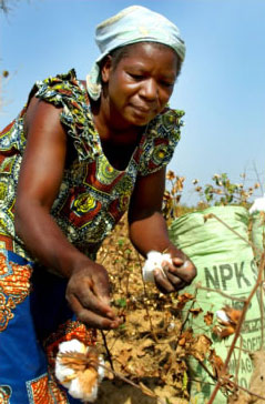 Cotton farmer in Burkina Faso with NPK fertilizer: Africa's nutrient-depleted soils need replenishment