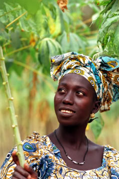 A Gambian farmer with a cassava plant: The crop is attracting greater attention across Africa