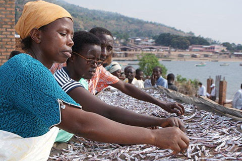 A fish-drying enterprise in Gitaza, Burundi
