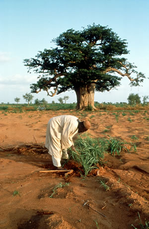A farmer in Burkina Faso