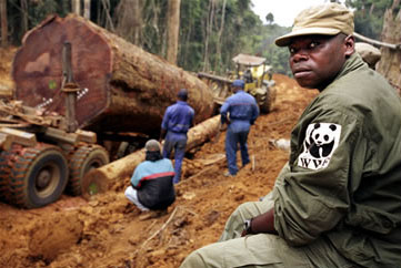 Agent of the World Wildlife Fund monitors commercial logging operations in Gabon to ensure minimal damage to the forest habitat