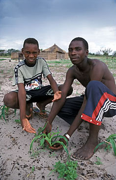 Replanting a maize field after a prolonged drought in Zambia