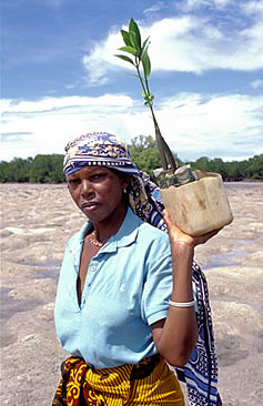 Carrying a tree seedling at a mangrove rehabilitation project in Kenya