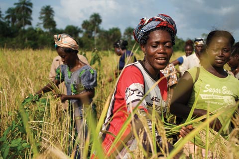 HArvesting rice in Liberia