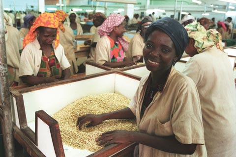 Cashew sorting factory in Mozambique