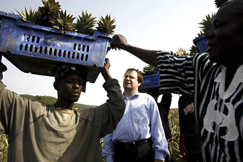 Large pineapple farm in Ghana