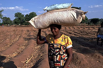 Fertilizer and seed distribution in Malawi: Shopkeepers can help supply farmers