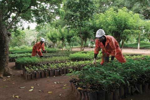 Tree nursery in Ghana: Participants at the Rio summit pledged to plant 100 million trees by 2017.