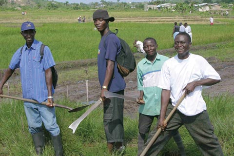 Former combatants in Liberia at an agricultural training programme