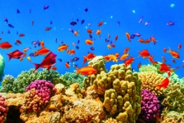 An underwater view of fishes and coral reef in the Red Sea near Marsa Alam, Egypt