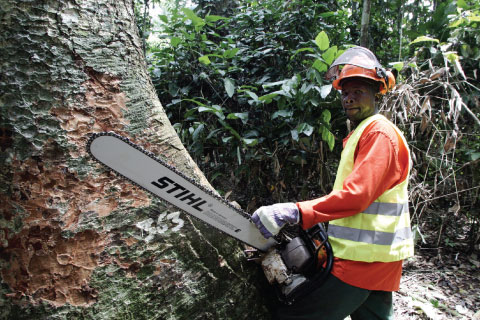 Under a sustainable forestry programme, a logger cuts down a tree in the Ndoki rainforest of the Democratic Republic of the Congo