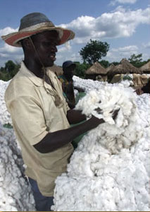 Photo: Picking cotton in C'ote d'Ivoire