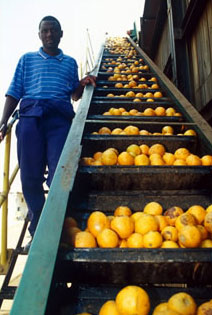 Citrus in Zimbabwe