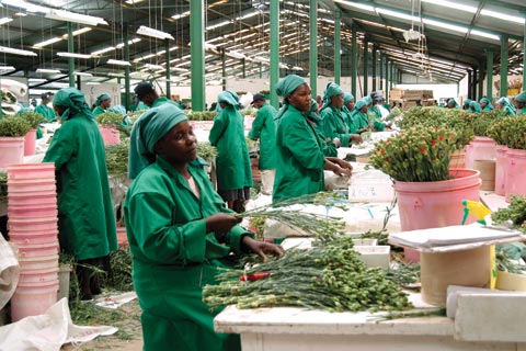 Kenya’s horticulture industry has been hit hard by the global economic slowdown