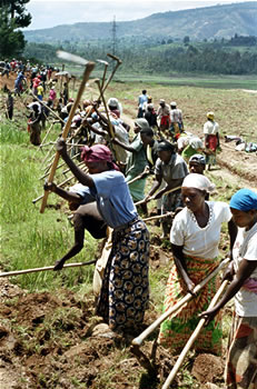 Women dig irrigation canals in Rwanda: NEPAD acknowledges that women play the predominant role in food production