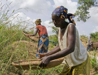 12-05-2014Rice_Ebola