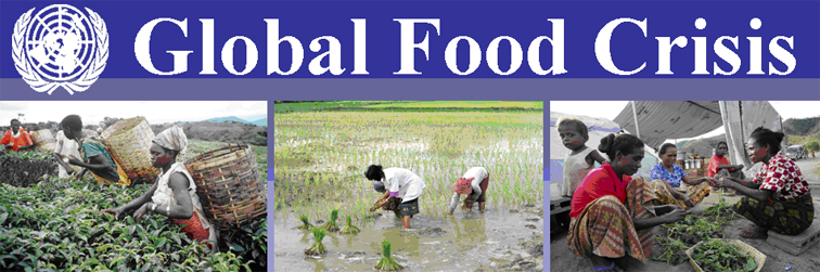 ECOSOC Global Food Crisis