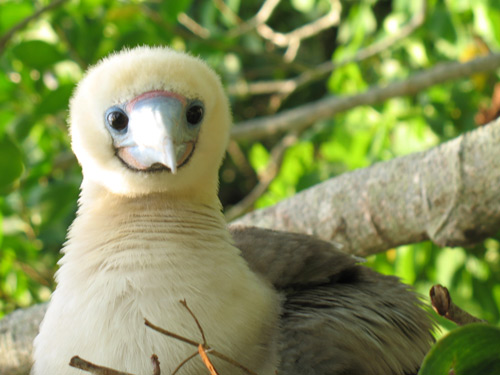 Red footed booby on a tree