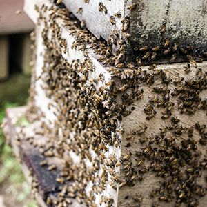 La apicultura y la polinización 