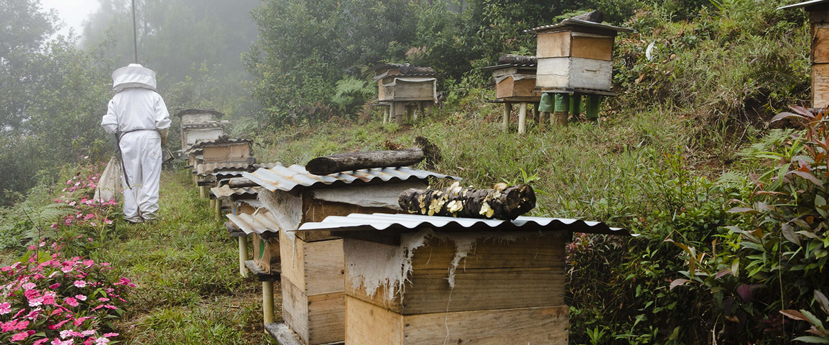 La apicultura y la polinización.