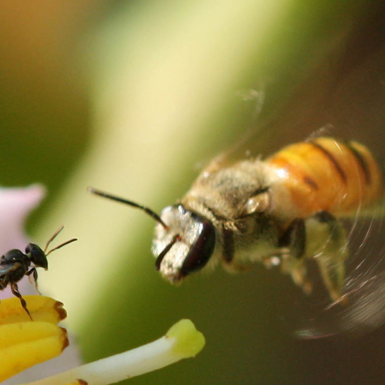Una abeja silvestre (<i>Nomia sp.</i>) se acerca a una flor de berenjena.