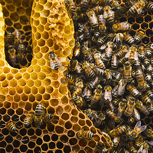 Un panal de abejas. Una cooperativa y grupos locales forman a los agricultores en apicultura y producen miel.