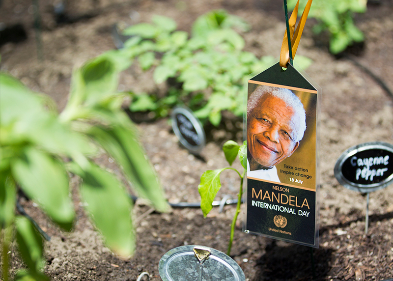 El cultivo de huertos de la ONU y una tarjeta conmemorativa del Día de Mandela.
