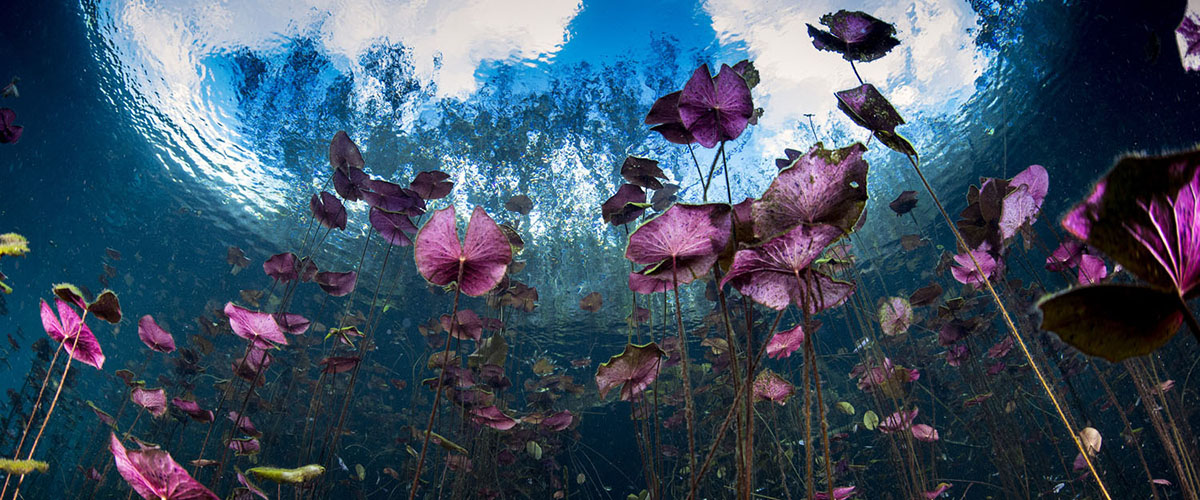 Los cenotes son espectaculares sistemas de agua subterránea que los Mayas consideraban sagrados y a la vez una entrada al inframundo. En este pequeño lago, hay una zona cubierta por una hermosa planta de agua que es verde en la superficie, pero rosadas cuando la miras desde abajo.