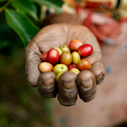 Magdalena Salsinha muestra granos de café, uno de los cultivos más importantes de Timor Leste.