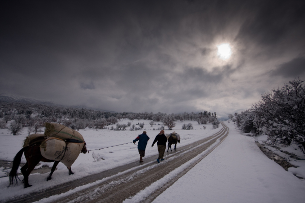 wining photo Atakan Baykal International Forest Photograph Contest