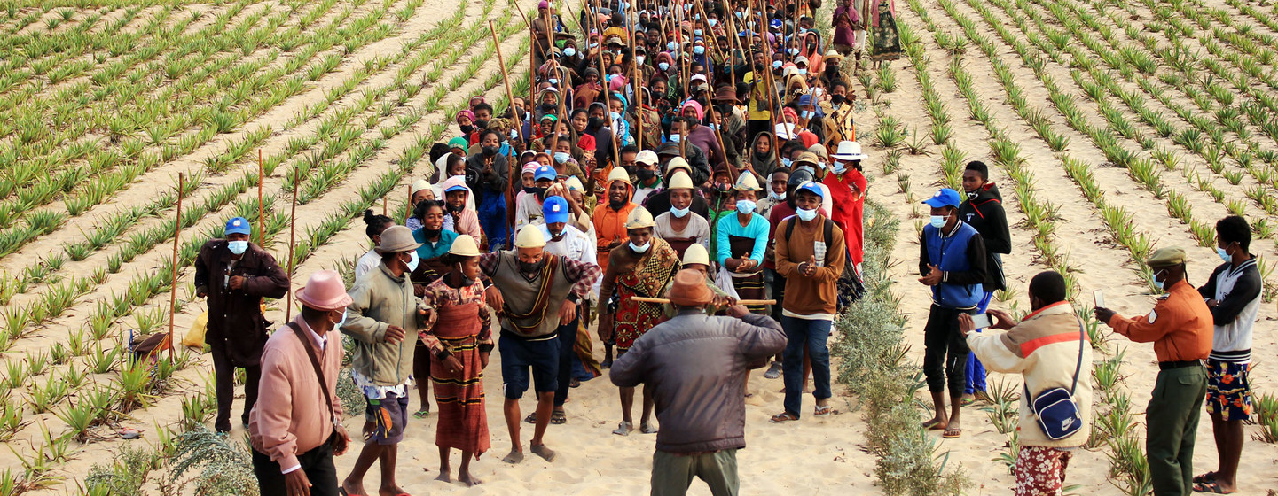 Un groupe de personnes dans une plantation