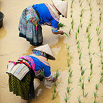 фермеры, выращивающие рис