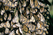 photo of butterflies