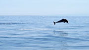 Un dauphin éxécute un saut dans l'océan