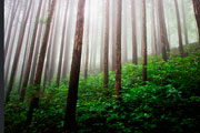 Une forêt. Photo ONU/Kibae Park 