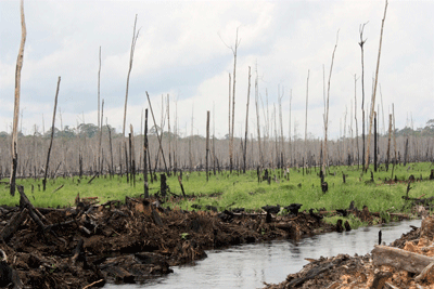 imagen kenya deforestacion