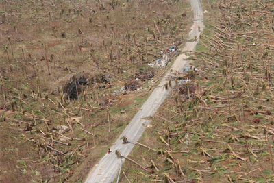 11 November 2013, Eastern Samar, Philippines: Coconut trees knocked down by the storm, devastating the livelihood of the people in Eastern Samar. Credit: IOM/Conrad Navidad