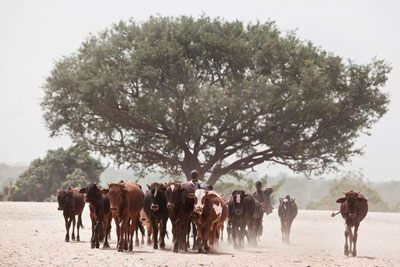 Recent successes show that problems related to desertification and land degradation are not insurmountable. Photo: FAO/Giulio Napolitano