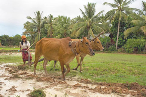 Image of rural woman