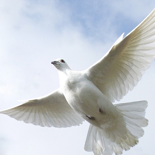 国际和平日纪念活动上展翅高飞的和平鸽。联合国图片/Mark Garten