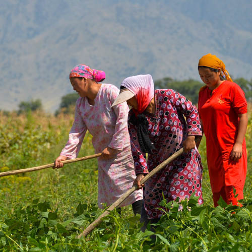 在吉尔吉斯斯坦某地山区，两名妇女在田间耕种，另一名妇女紧随其后。这些妇女参加了粮农组织关于加快吉尔吉斯斯坦农村妇女经济赋权进展的联合计划。吉尔吉斯斯坦妇女中有64％以上居住在农村地区，她们对于吉尔吉斯斯坦的农村发展和国民经济至关重要。图片：联合国粮农组织/Vyacheslav Oseledko