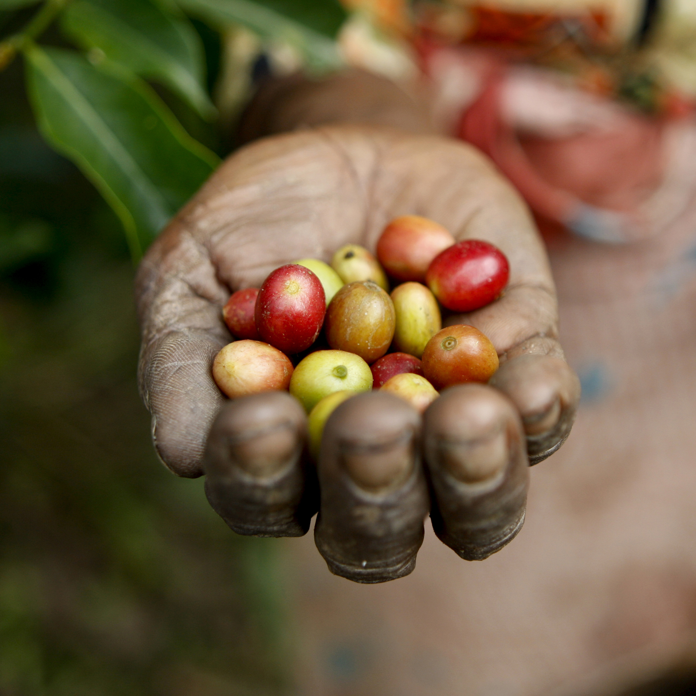 玛格达莱娜·萨尔西尼亚，手中捧着咖啡豆。这是东帝汶最重要的农作物之一。 联合国图片/Martine Perret