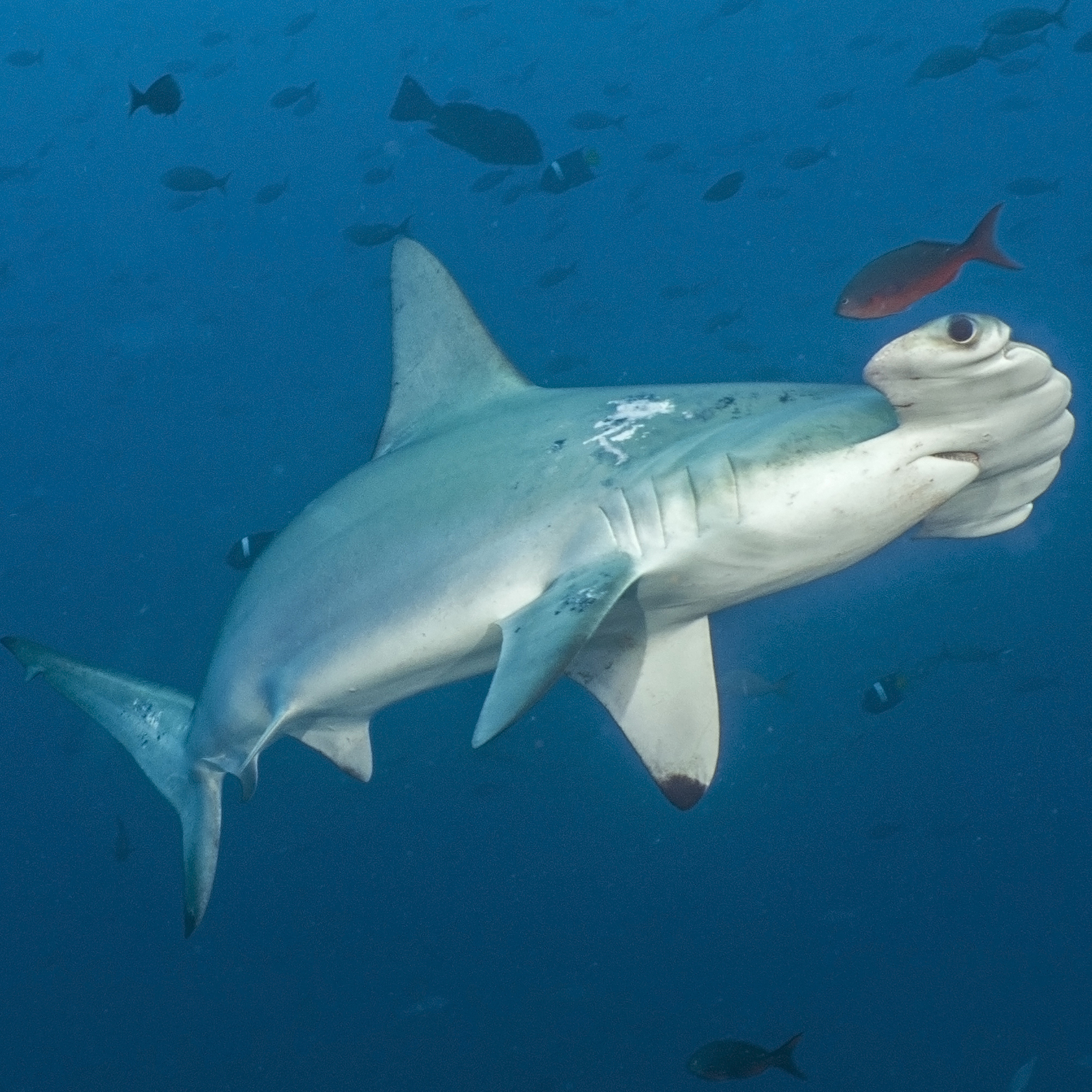 海洋是地球上最大的生态系统。在水下可以找到许多让人叹为观止的生物，包括“大锤头”无沟双髻鲨。2017年世界野生动植物日摄影比赛“透过年轻人的眼睛”入围作品。国际野生生物保护学会图片/Artal Shoshani