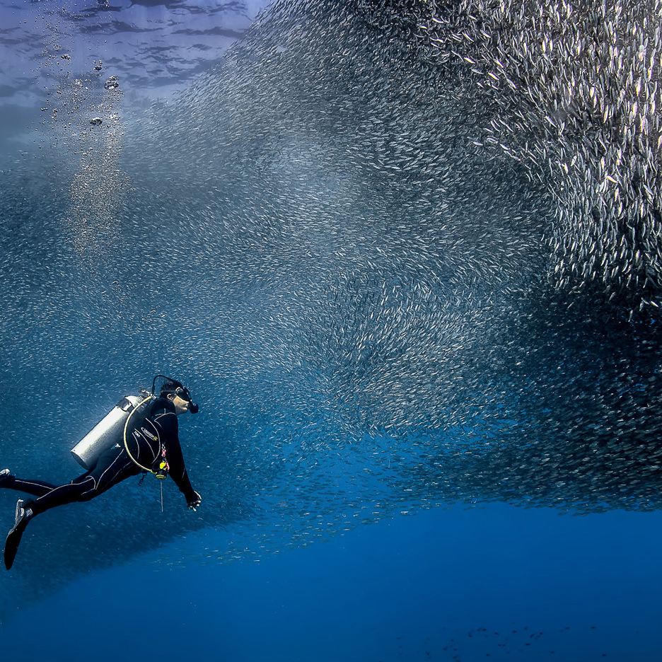 深海潜水员。国际野生生物保护学会图片/Paul Cowel