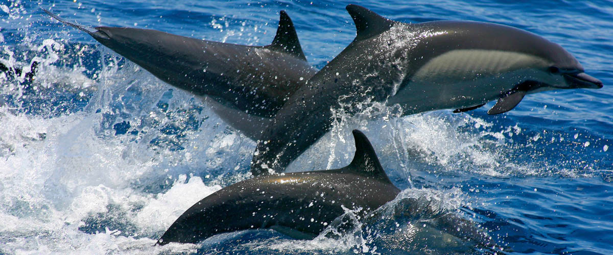 负责任的观赏鲸鱼和海豚对于保护这些动物至关重要，同时也为可持续旅游提供了机遇，给当地旅游业经营者带来直接利益。联合国开发计划署图片