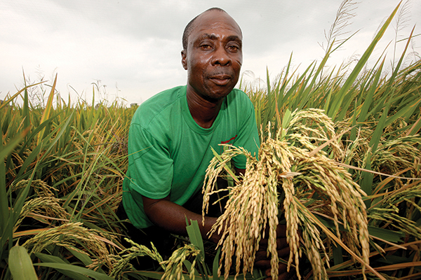 Rice farmer shows his rice crop which is ready for harvesting. Photo: Panos/George Osodi