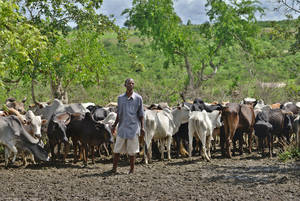 Au Kenya, un éleveur avec ses bœufs qui ont survécu à la sécheresse. Les deux tiers de son cheptel ont été décimés. Photo: FAO/Tony Karumba