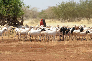 Girls herdng goats in Somalia where in certain areas drought has contributed to severe water shortages and livestock deaths. Photo: FAO/Simon Maina